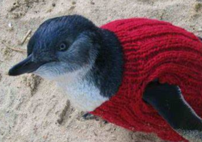 Karinya’s knitters’ warm hearts and penguins Karinya’s knitters’ warm hearts and penguins